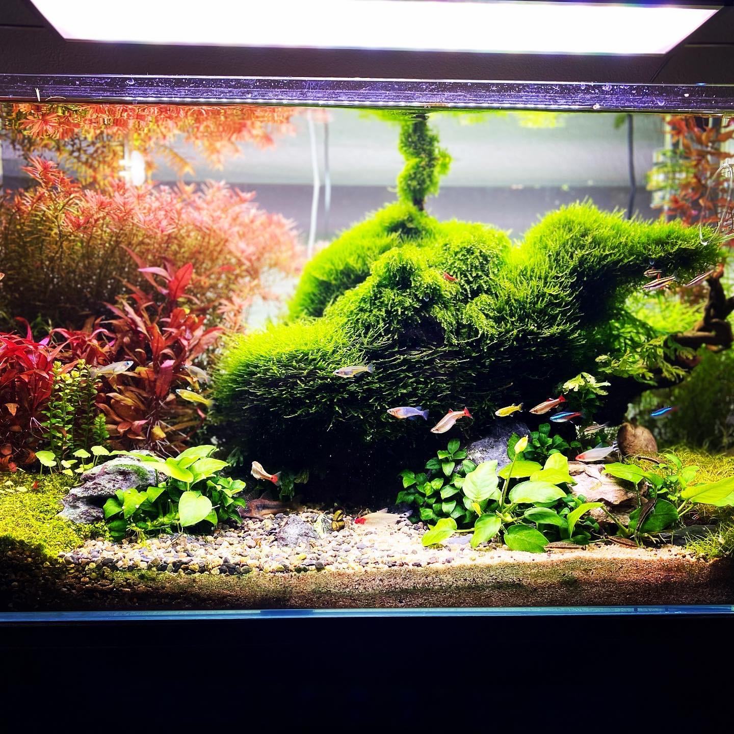 Aquário plantado com troncos e plantas verdes